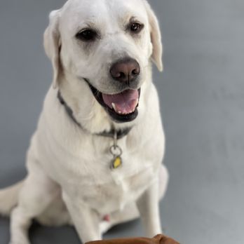 SF Puppy Love - Pet Boarding Near Me - San Francisco, California SF Puppy Love - Pet Boarding Near Me - San Francisco, California