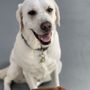 Photo of SF Puppy Love