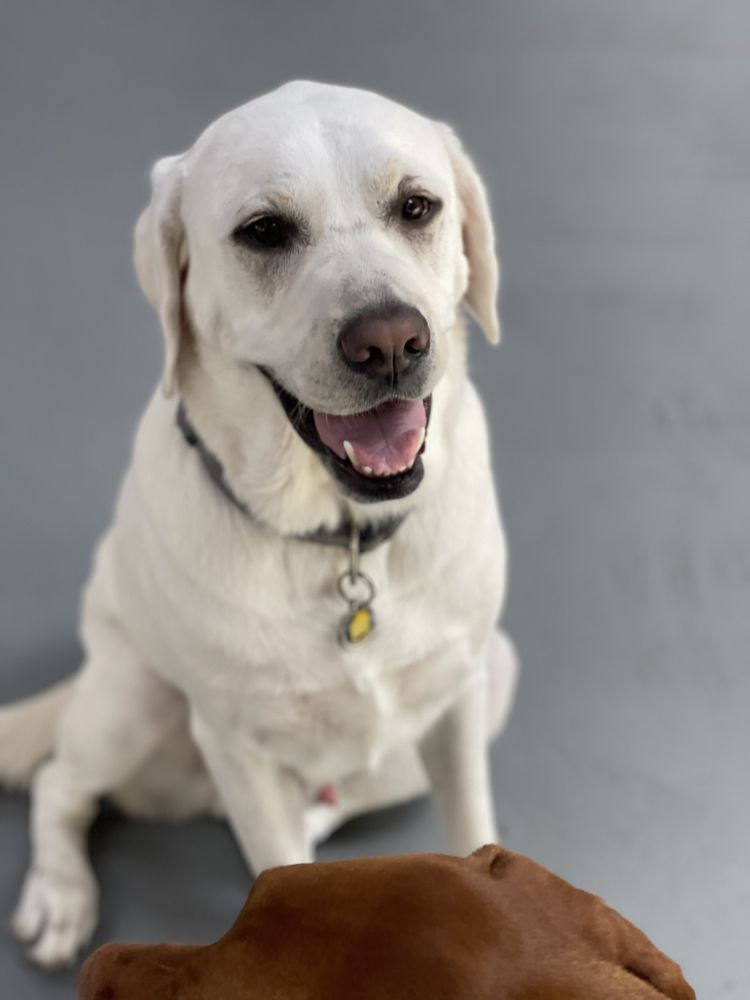 SF Puppy Love - pet boarding facility in San Francisco, CA