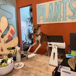 Latinx With Plants - Begonia working for their keep