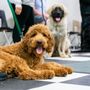 Photo of Elite K9 Training & Doggy Daycare