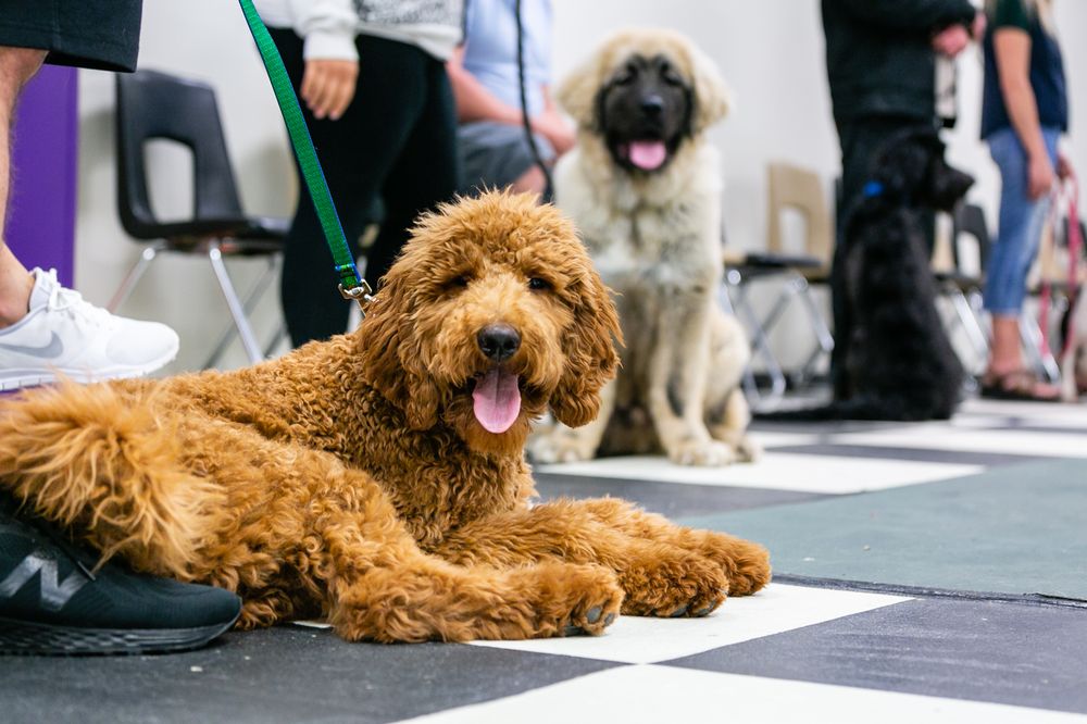 ELITE K9 TRAINING & DOGGY DAYCARE Updated August 2024 10 Photos