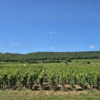 Château de Marsannay - Wineries Near Me - Marsannay-la-Côte, 21