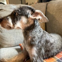 Woof Gang Bakery & Grooming - Clermont - My dog
