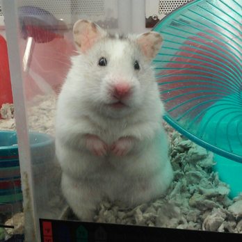 Petco - Cutest hamster! - Pet Training Near Me - Oklahoma City, Oklahoma Petco - Cutest hamster! - Pet Training Near Me - Oklahoma City, Oklahoma