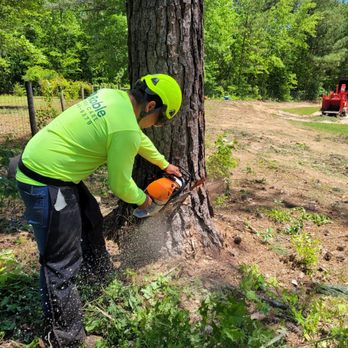 Roble Tree Care - a man using a chainsaw to cut a tree - Landscaping Near Me - Senoia, Georgia Roble Tree Care - a man using a chainsaw to cut a tree - Landscaping Near Me - Senoia, Georgia