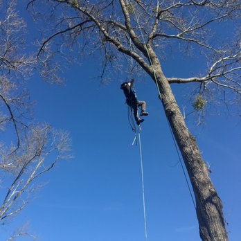 Angus Tree Service - Walking up a rope - Tree Services Near Me Angus Tree Service - Walking up a rope - Tree Services Near Me
