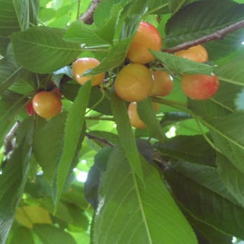 Pryor's Orchard - light sweet cherries - Fruits & Veggies Near Me - Thurmont, Maryland Pryor's Orchard - light sweet cherries - Fruits & Veggies Near Me - Thurmont, Maryland