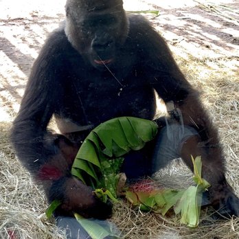 Gorilla Falls Exploration Trail - 07.15.19  hungry gorilla - Amusement Parks Near Me - Lake Buena Vista, Florida