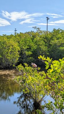 J.N. "Ding" Darling National Wildlife Refuge Visitor and Education Center by null
