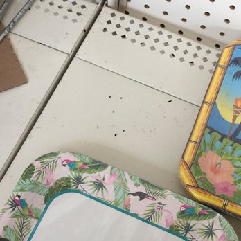 Dollar Tree - Mouse feces near and on top of plates. - Discount Store Near Me - Union City, New Jersey
