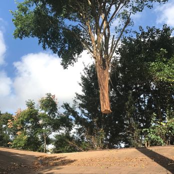 Advance Tree Pros - Tree Services Near Me - Orlando, Florida
