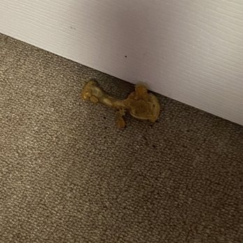 Florida Vacation Homes - Gross chicken wing bone found on the floor of the game room. - Vacation Rentals Near Me - Davenport, Florida