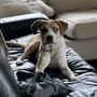 Heidy Dog Services