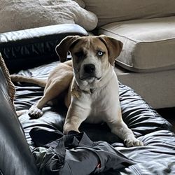 Heidy Dog Services - Junior