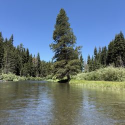 Nice little tree by the river side