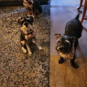 Doggie Dos - After picture of our fur babies. - Pet Groomers Near Me - La Mesa, California