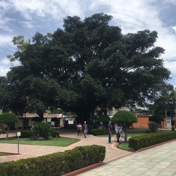 Árbol del Tule - Landmarks & Historical Buildings Near Me - Santa María El Tule, OAX