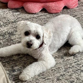 Bella Banana Pet Spa - Fresh groom, feeling CUTE! - Pet Groomers Near Me - Torrance, California Bella Banana Pet Spa - Fresh groom, feeling CUTE! - Pet Groomers Near Me - Torrance, California
