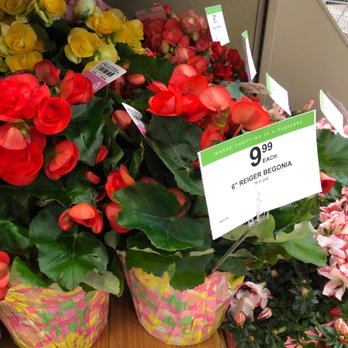 Publix Super Markets - They always have lovely flowers! - Drugstores Near Me - Savannah, Georgia Publix Super Markets - They always have lovely flowers! - Drugstores Near Me - Savannah, Georgia