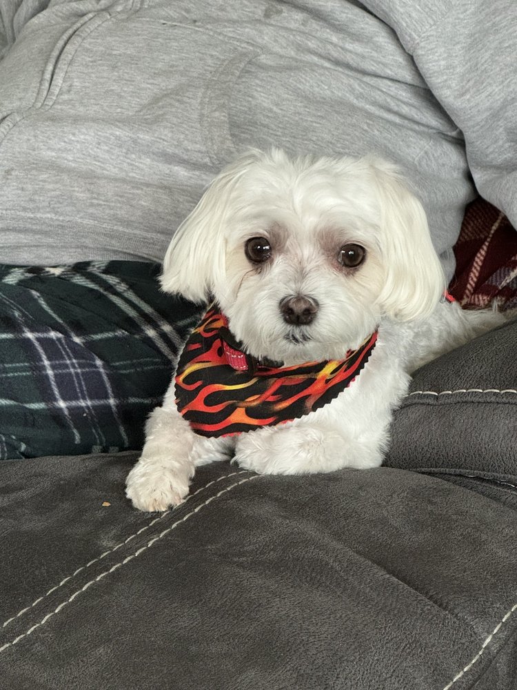 SHEAR DELIGHT Updated September 2024 13 Reviews 3850 E 12 Mile Rd