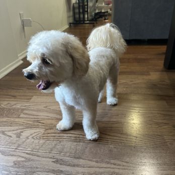 Tiny Little Paws Dog Grooming Services - Pet Groomers Near Me Tiny Little Paws Dog Grooming Services - Pet Groomers Near Me