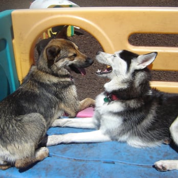 Sadie's K9 Stay and Play - Pet Training Near Me - Edmonton, Alberta Sadie's K9 Stay and Play - Pet Training Near Me - Edmonton, Alberta