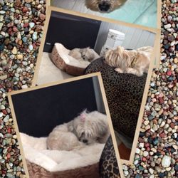 Francis Animal Hospital - Baby Love...