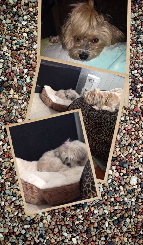 Francis Animal Hospital - pet boarding facility in Detroit, MI