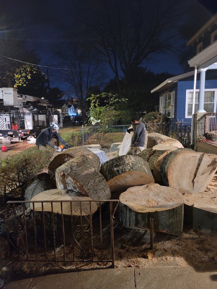 Golden Tree Service - tree service in Philadelphia, PA