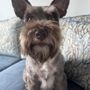 Photo of Salty Paws Pet Spa