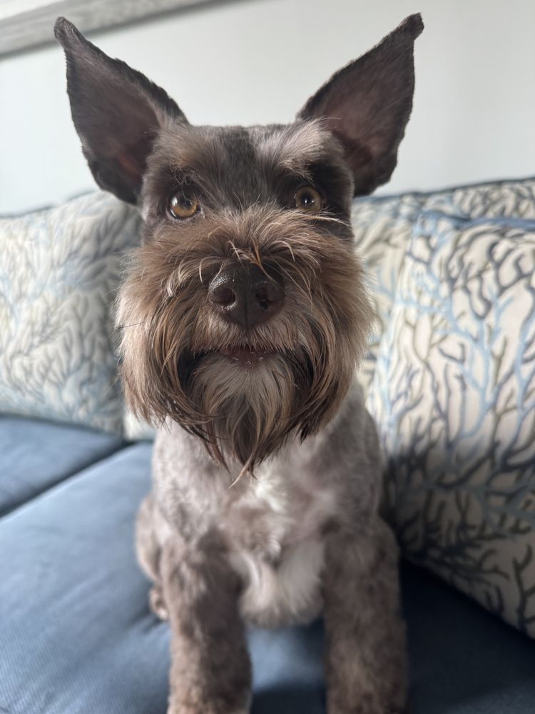 Salty Paws Pet Spa Image