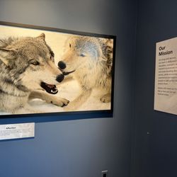 Living with Wolves Museum - The mission of "Living with Wolves"
