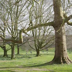 Capital Ring - Section 3: Grove Park to Crystal Palace - Nice tree in Beckenham Place Park