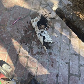 Olivio Irrigation Services - pipe that was broken due to roots - Irrigation Near Me - Encinitas, California Olivio Irrigation Services - pipe that was broken due to roots - Irrigation Near Me - Encinitas, California