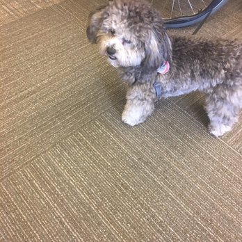 Bark Station - Pet Groomers Near Me - Burlingame, California