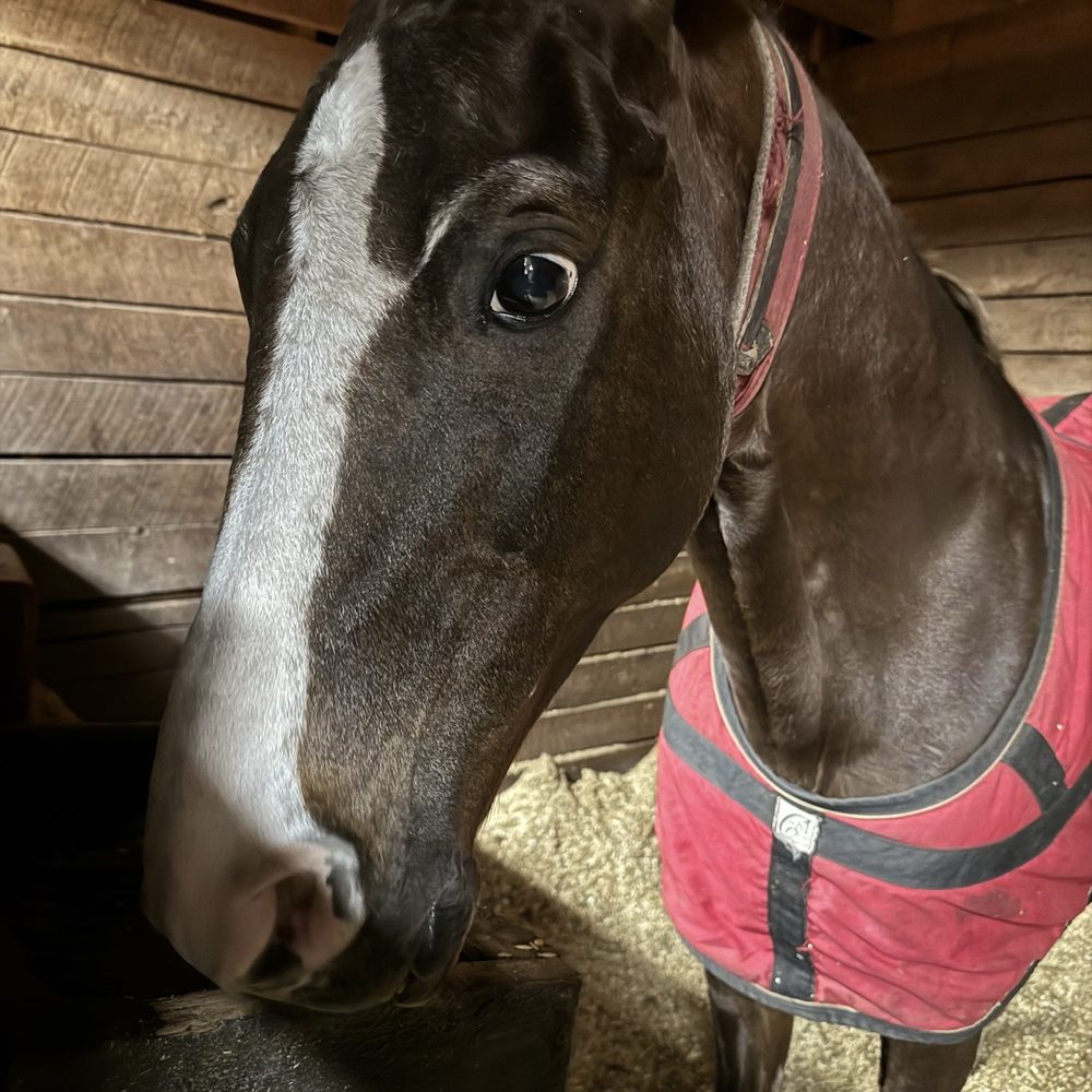 Cross Creek Stables - This is Primo - Horseback Riding Near Me - Edmond, Oklahoma Cross Creek Stables - This is Primo - Horseback Riding Near Me - Edmond, Oklahoma