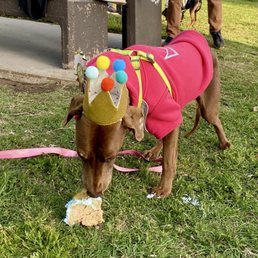 My dog, Tootsie, eating a piece of the cake!