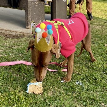 Honney Doffee - My dog, Tootsie, eating a piece of the cake! - Coffee & Tea Near Me - National City, California