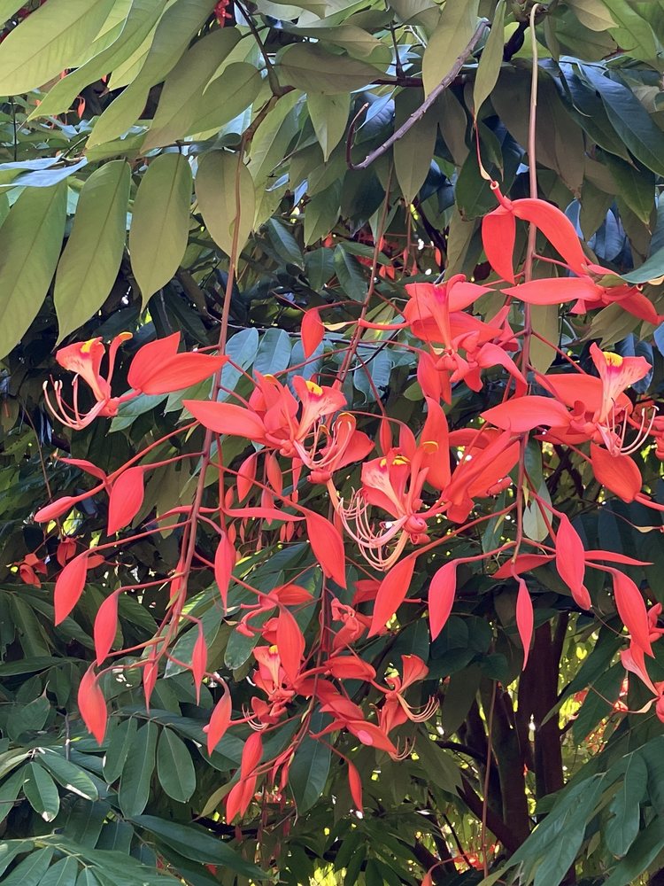 Hamakua Chocolate Farm Logo