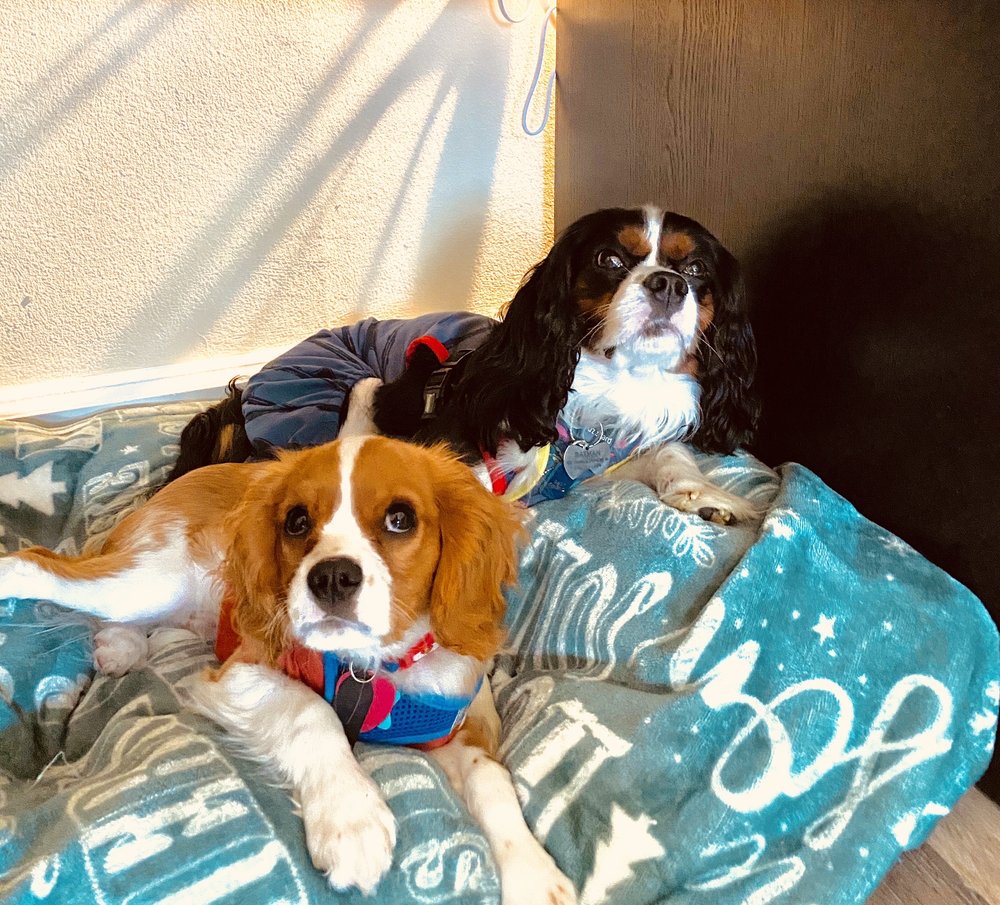 HAIRY SITUATIONS DOG GROOMING CLOSED Updated April 2024 30 Photos & 140 Reviews 1504 A