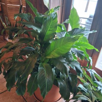 Our Place - Beautiful Plant - Waffles Near Me - Cleburne, Texas