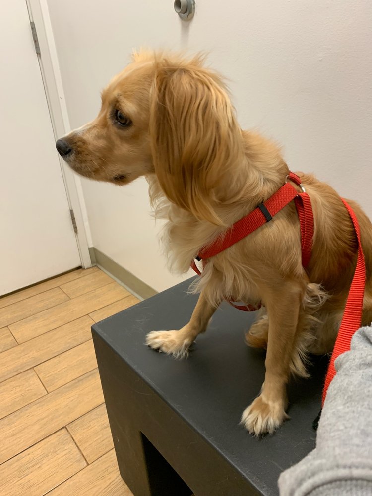 ANIMAL WELLNESS CENTERS 44 Photos & 184 Reviews 4053 Lincoln Blvd, Los Angeles, California