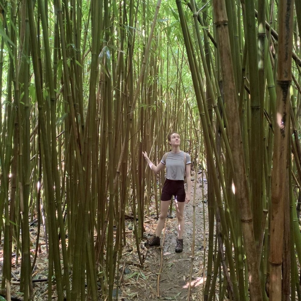 Lulumahu Falls - Bamboo - Hiking Near Me - Honolulu, Hawaii Lulumahu Falls - Bamboo - Hiking Near Me - Honolulu, Hawaii