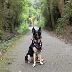 Man's Best Friend - Houston - Frankie