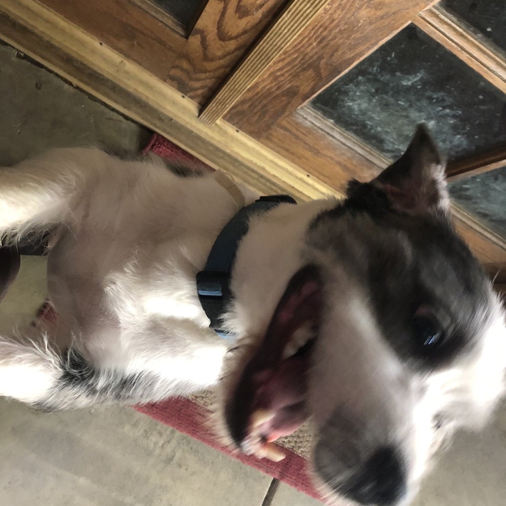 Purrfectly Pampered Paws - He's happy - Pet Groomers Near Me - Lancaster, California Purrfectly Pampered Paws - He's happy - Pet Groomers Near Me - Lancaster, California