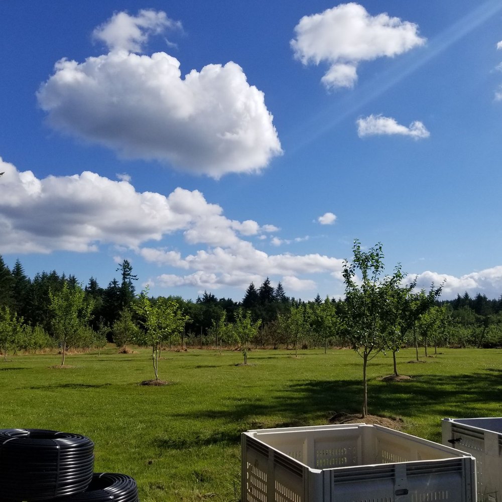Dragon's Head Cider - Outside the taproom at Dragon's Head Cider. - Cideries Near Me - Vashon, Washington Dragon's Head Cider - Outside the taproom at Dragon's Head Cider. - Cideries Near Me - Vashon, Washington