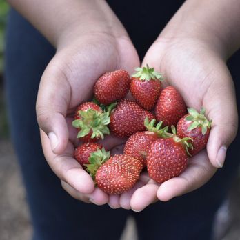 Wise Acres Organic Farm - Strawberries - Farmers Market Near Me - Indian Trail, North Carolina Wise Acres Organic Farm - Strawberries - Farmers Market Near Me - Indian Trail, North Carolina