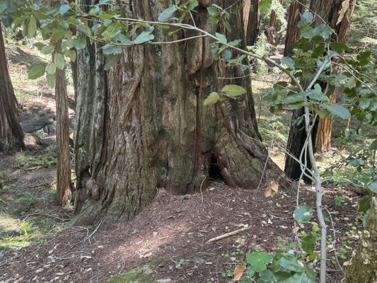 Montgomery Woods State Natural Reserve by null