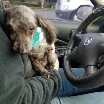 Jan's Dog Grooming - Pet Groomers Near Me - Vancouver, Washington Jan's Dog Grooming - Pet Groomers Near Me - Vancouver, Washington